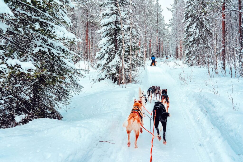 Chiens de traineau