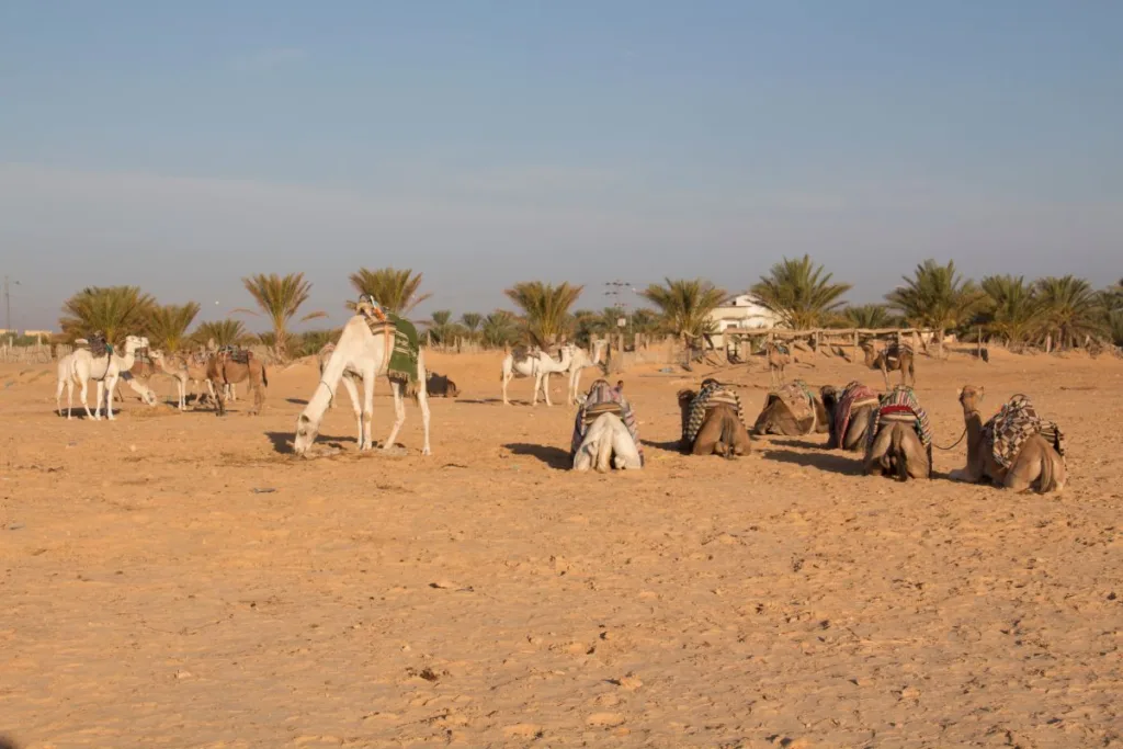 Le désert du Sahara en Tunisie