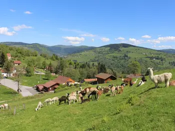 Gîte in La Bresse,Chalet familial à La Bresse, proche randonnées, WIFI, animaux admis FR-1-589-425 N°857535